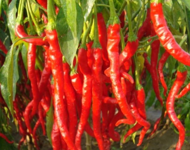 有機辣椒肥料 有機辣椒肥料