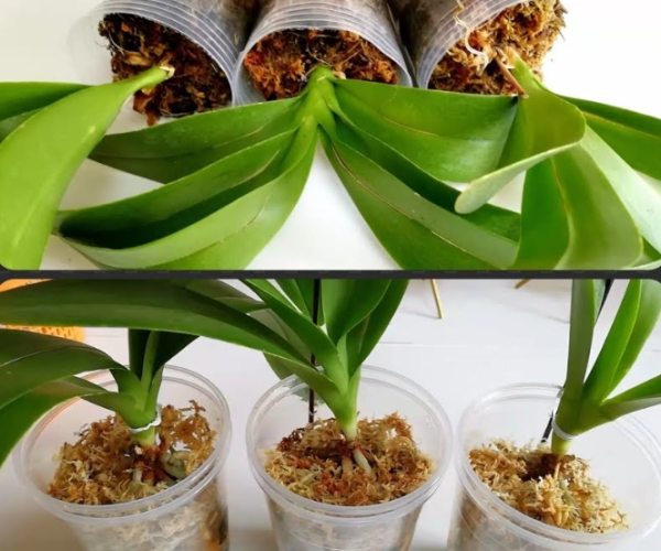 水培蘭花方法 水培蘭花方法