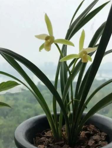 蘭花花瓣掉落 蘭花花瓣掉落