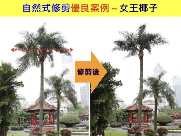 椰子樹修剪方法