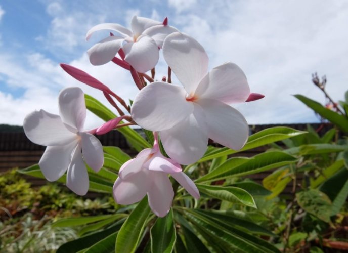 雞蛋花葉子掉落
