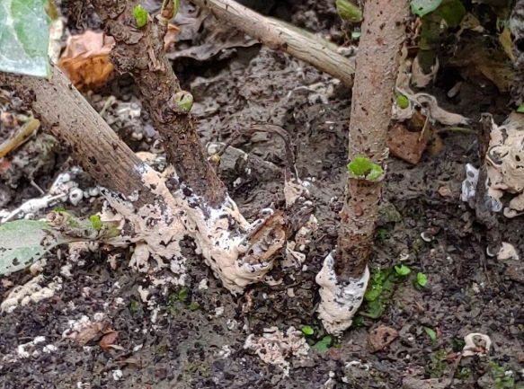 盆栽霉菌處理 盆栽霉菌處理