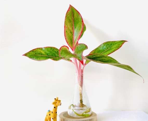 萬年青壽命 萬年青壽命