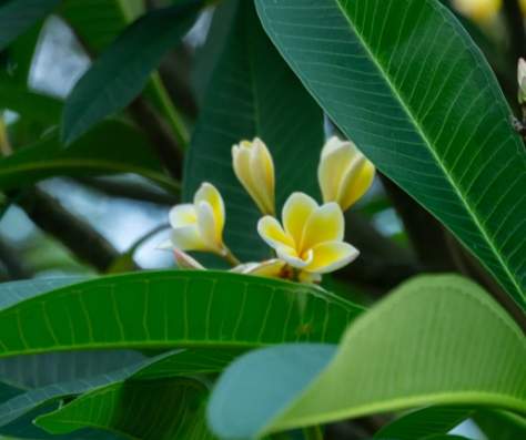 雞蛋花修剪技巧