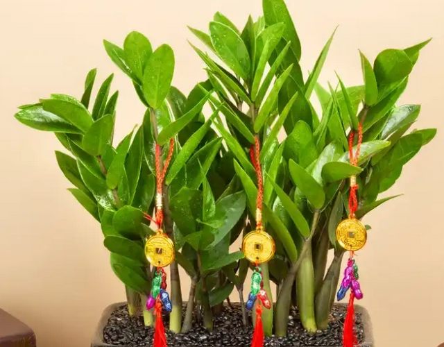 金钱树毒性 金钱树毒性