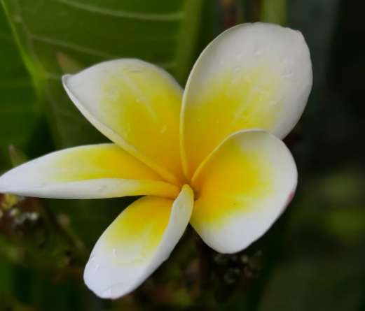 雞蛋花養護要點