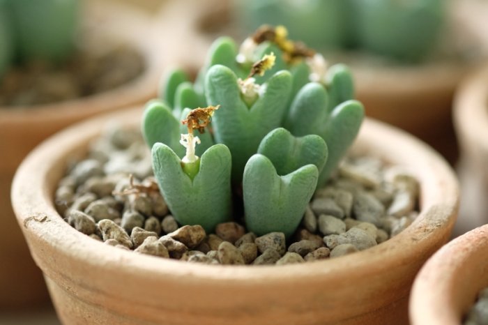 多肉植物介质 多肉植物介质