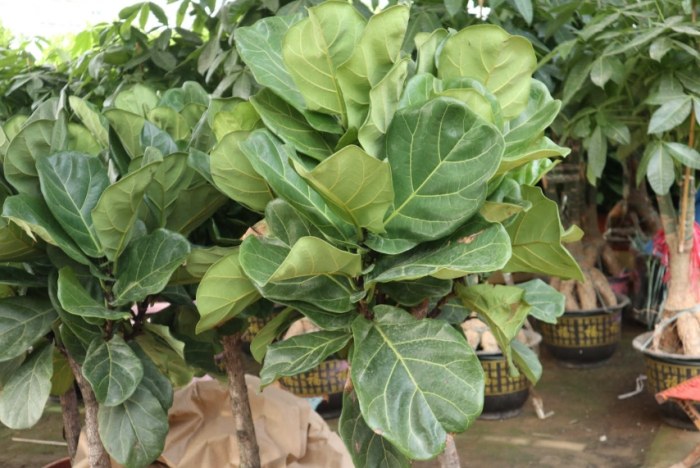 琴葉榕根部養護