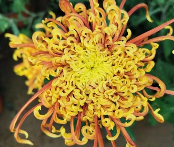 秋菊品種介紹 秋菊品種介紹