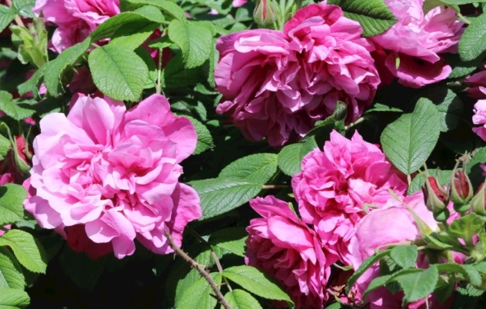 玫瑰黑斑病 玫瑰黑斑病