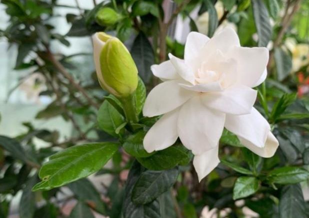 梔子花修剪時間