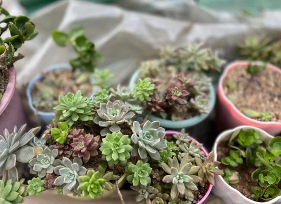 多肉攤開方法 多肉攤開方法