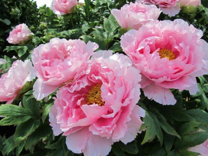 牡丹種子發芽失敗原因