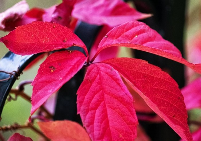 五片葉子植物辨識 五片葉子植物辨識