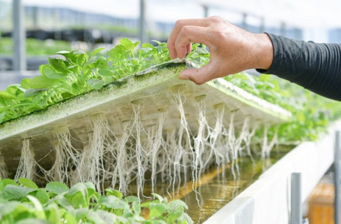 水耕系統