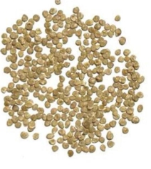 番茄種子種植方法 番茄種子種植方法