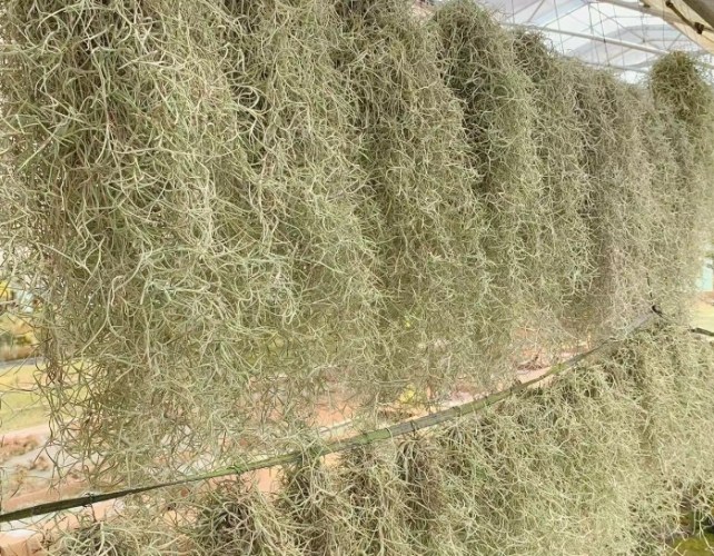 松蘿乾掉處理方法