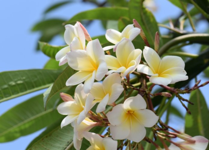 雞蛋花黃葉原因