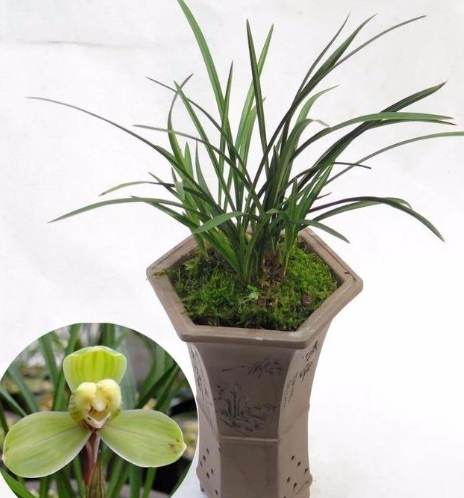 蘭花介質 蘭花介質