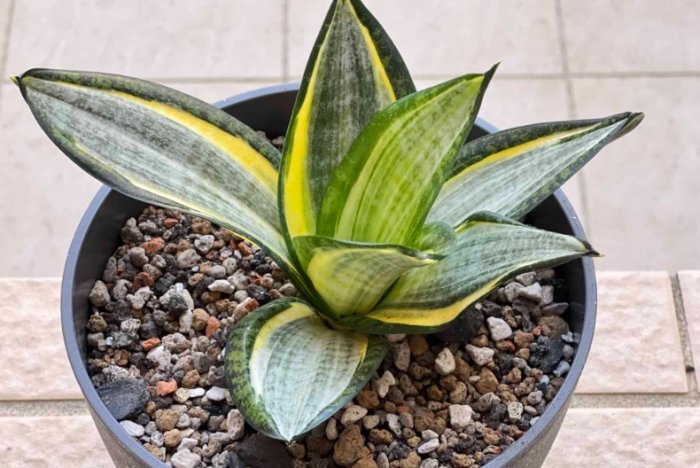 虎尾蘭肥料推薦