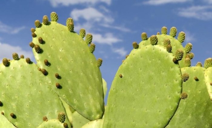 仙人掌黑斑治療 仙人掌黑斑治療