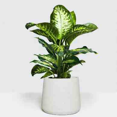 紅萬年青風水 紅萬年青風水