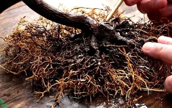 植物根部養護 植物根部養護