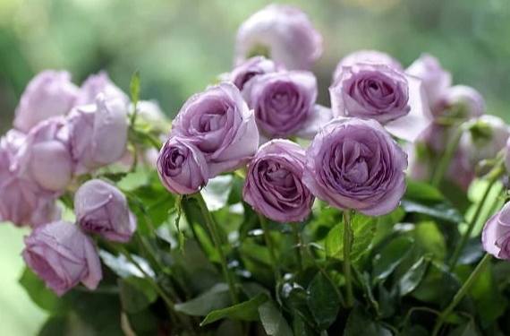 送玫瑰花數量代表什麼