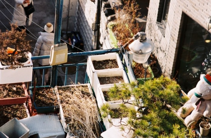 懶人蔬菜種植 懶人蔬菜種植