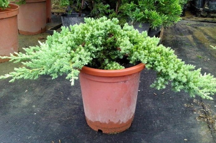 珍珠柏葉子變黃原因