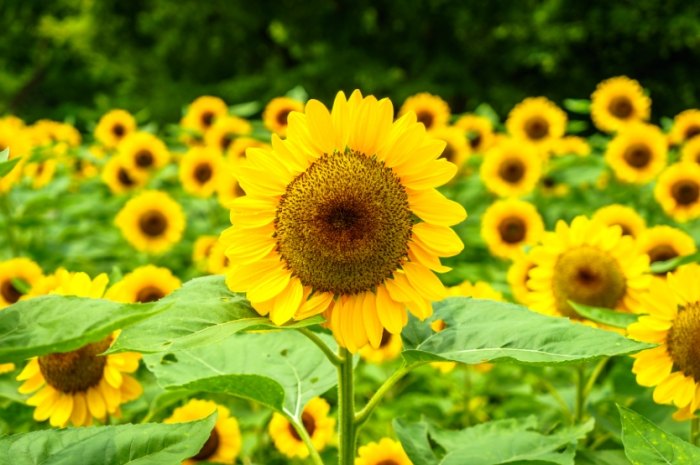 向日葵結構原理 向日葵結構原理