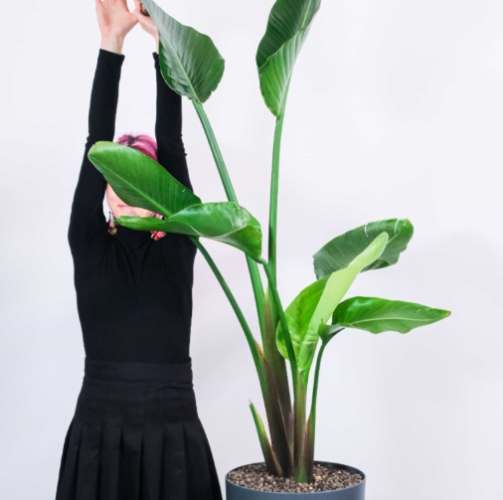 天堂鳥葉子變黑