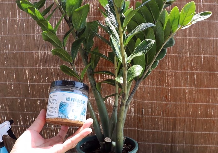 金钱树施肥方法 金钱树施肥方法