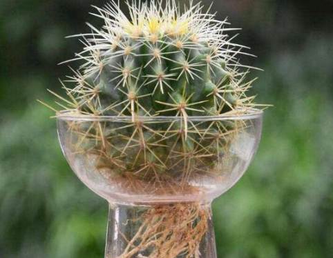 仙人球根部腐爛 仙人球根部腐爛