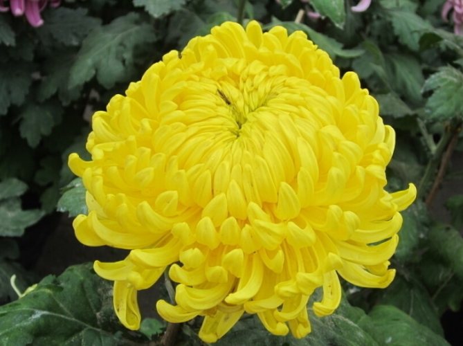 秋菊養護技巧 秋菊養護技巧