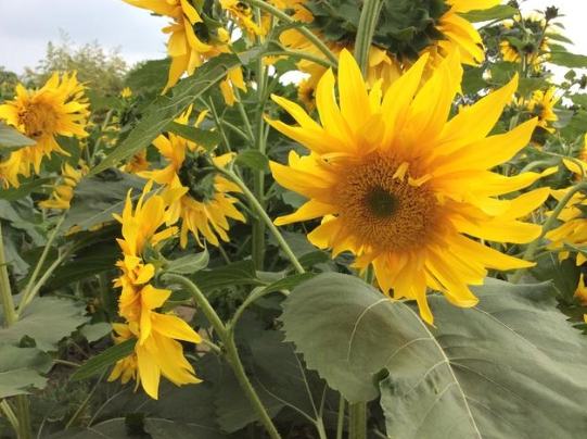 向日葵花盤養護 向日葵花盤養護