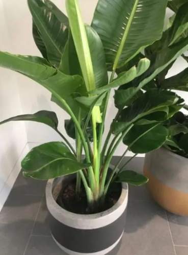 天堂鳥褐斑病防治