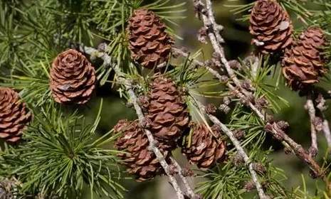 松树病害治疗 松树病害治疗