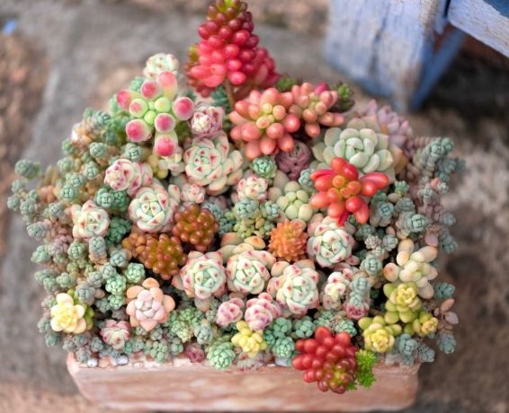 多肉植物繁殖 多肉植物繁殖