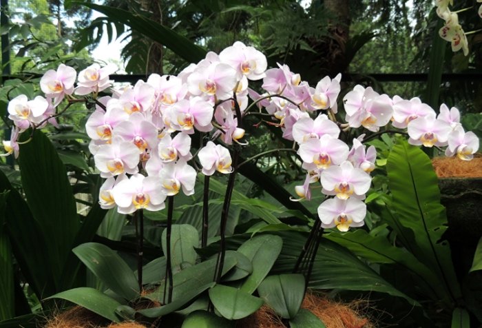 液態肥料使用方法