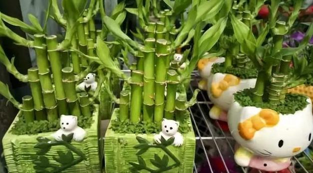 台灣觀賞竹 台灣觀賞竹