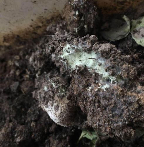植物土壤发霉 植物土壤发霉