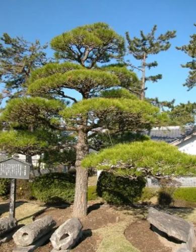 黑松日照不足症狀