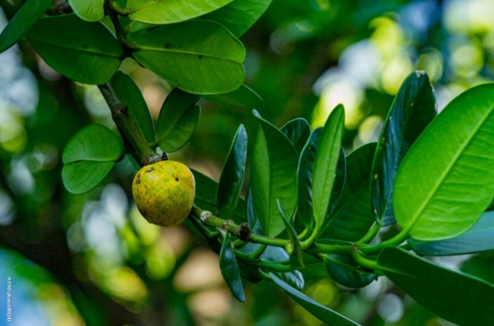福木果實食用方法 福木果實食用方法