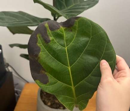 琴葉榕 葉子變黃