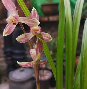 蘭花淋雨 蘭花淋雨