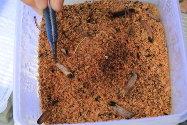 種子發芽時間表