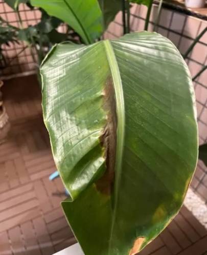 天堂鳥葉子變黑原因 天堂鳥葉子變黑原因