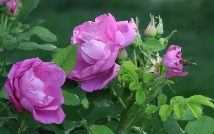 玫瑰花葉子掉光原因