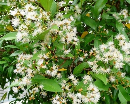 開花樹推薦 開花樹推薦